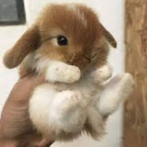 sophiagallardo avatar