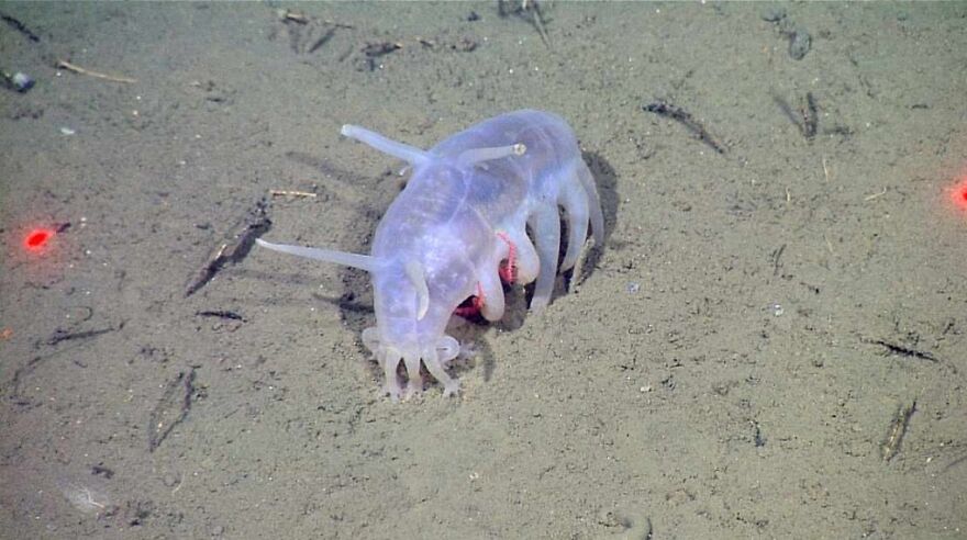 15 Of The Weirdest Animals On Earth