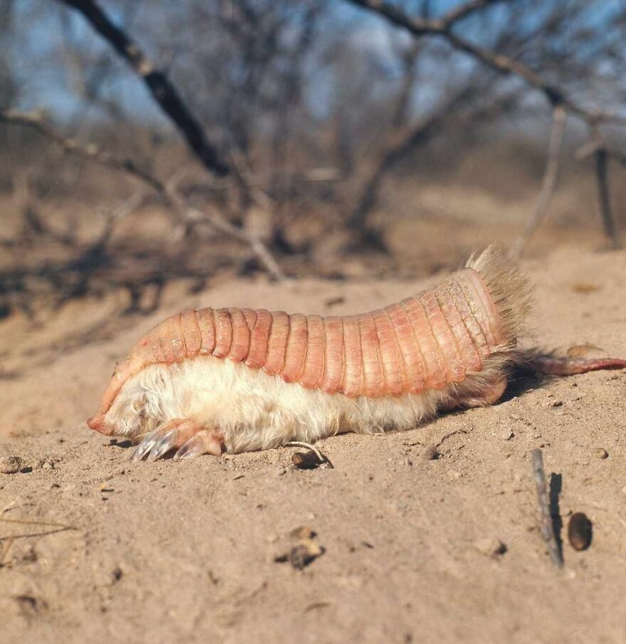15 Of The Weirdest Animals On Earth