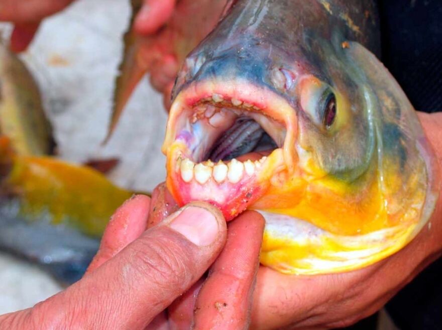 15 Of The Weirdest Animals On Earth