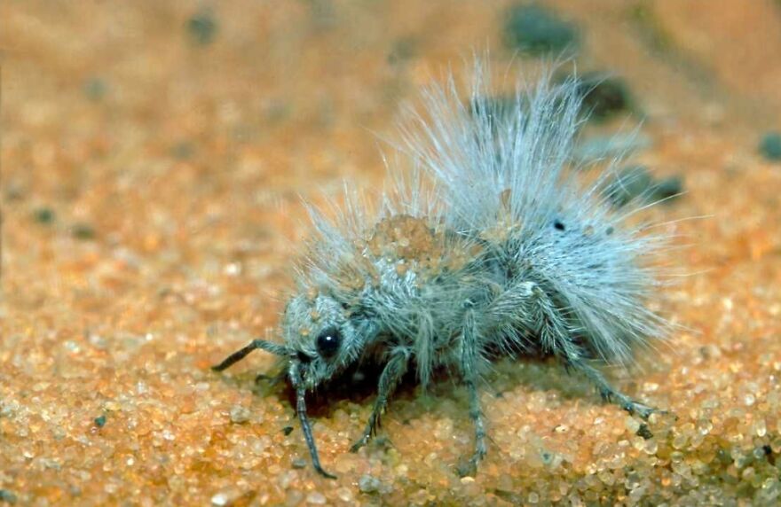 15 Of The Weirdest Animals On Earth