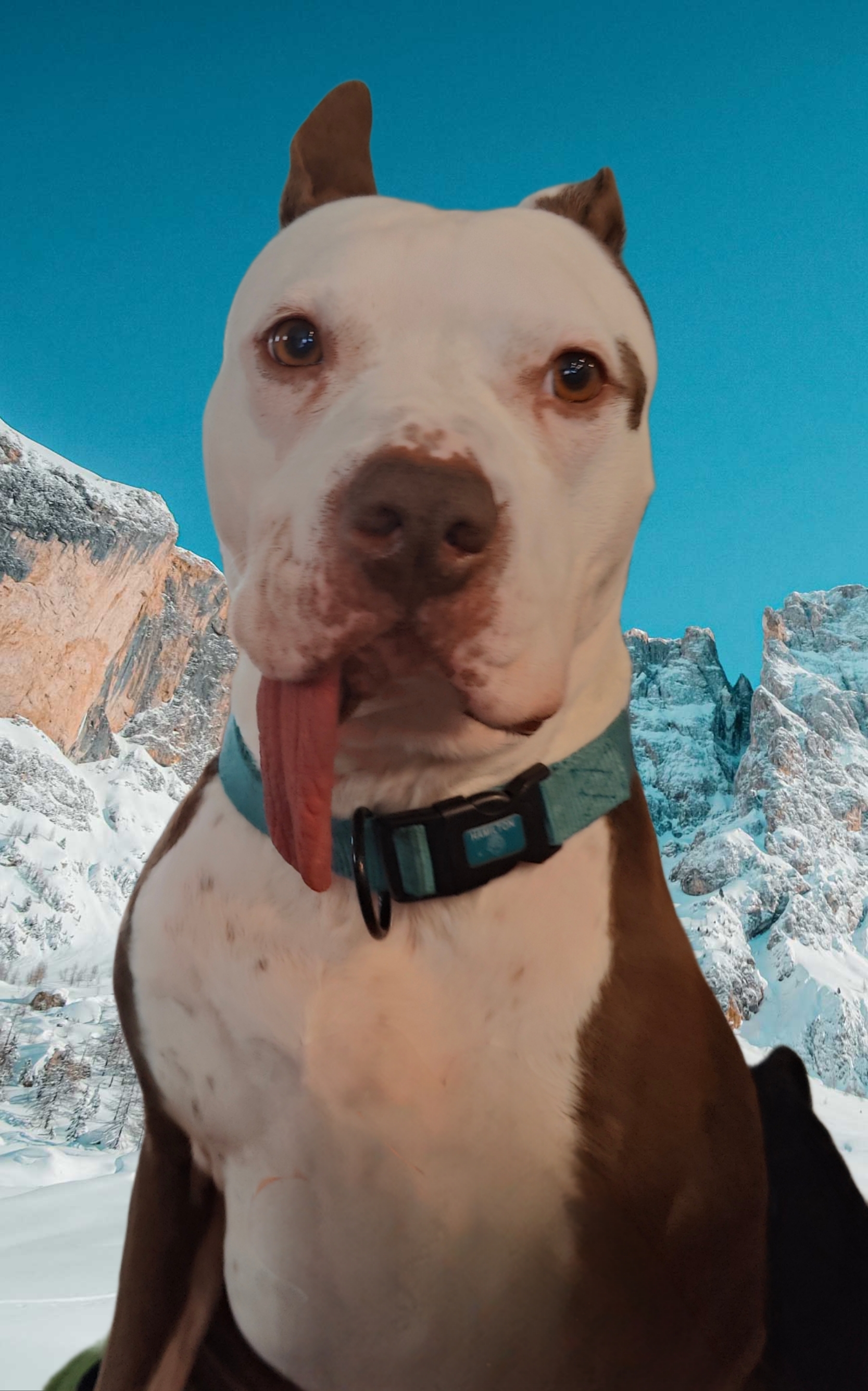 Show Me The Most Majestic Picture Of Your Pet. I’ll Go First.