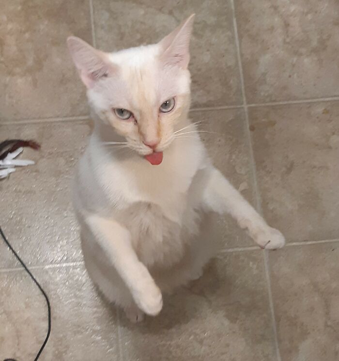 Sunny Blepping While Trying To Carefully Balance On His Back Legs