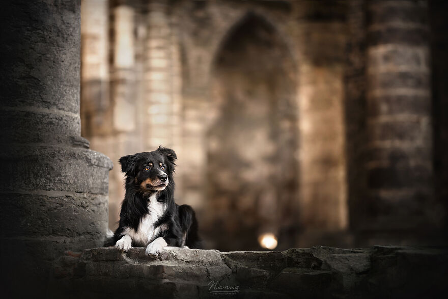 During A Trip To Belgium, I Photographed Dogs In An Old Abbey (7 Pics)