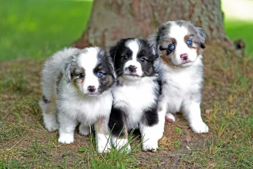 Top 10 Cutest Dog Breeds