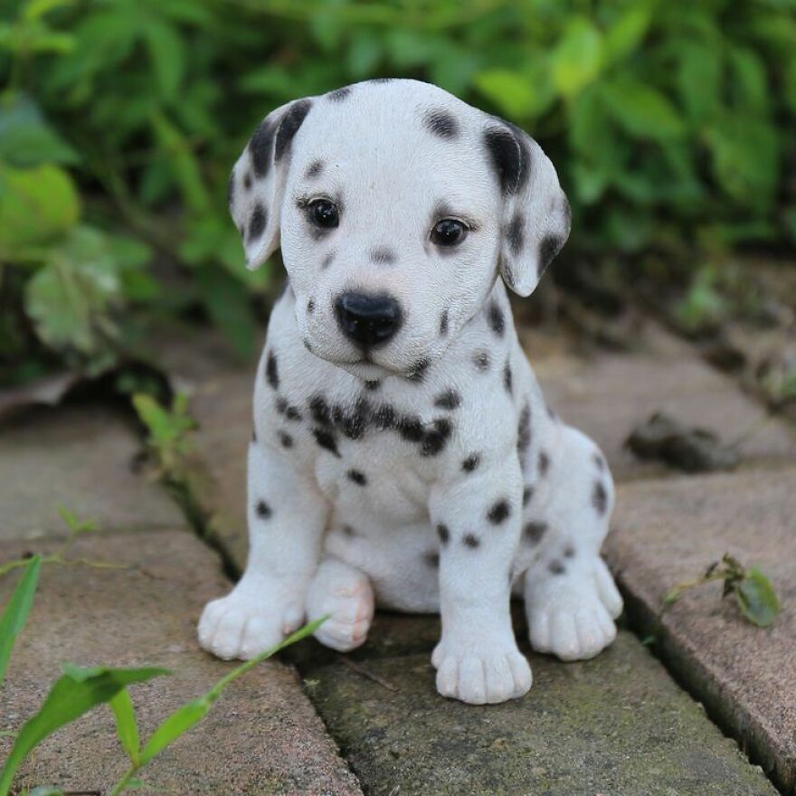 Top 10 Cutest Dog Breeds