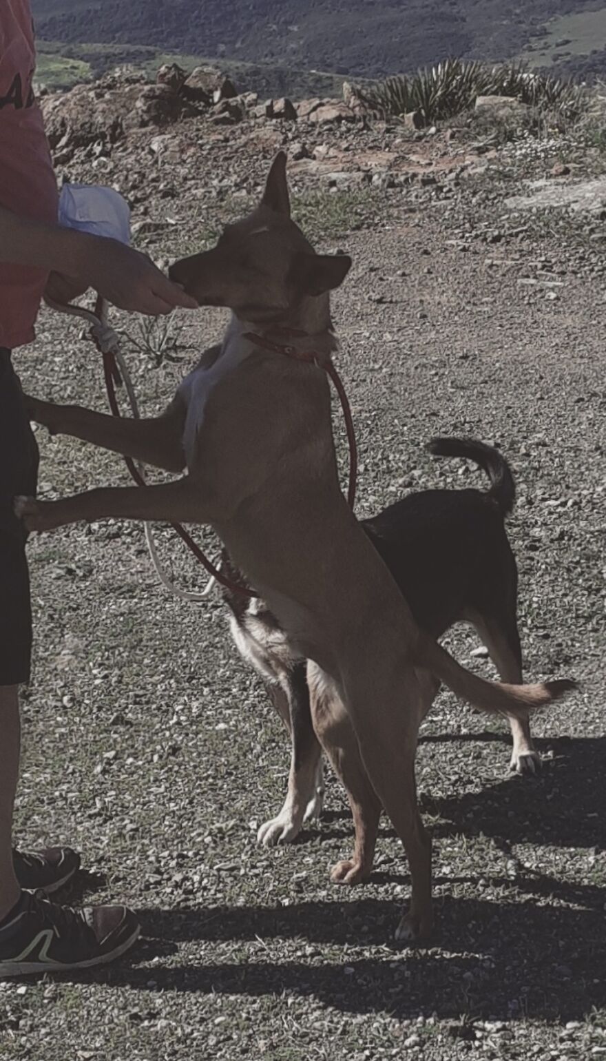 We're Never Short Of Affection At The Adana Dog Rescue Centre (12 Pics)