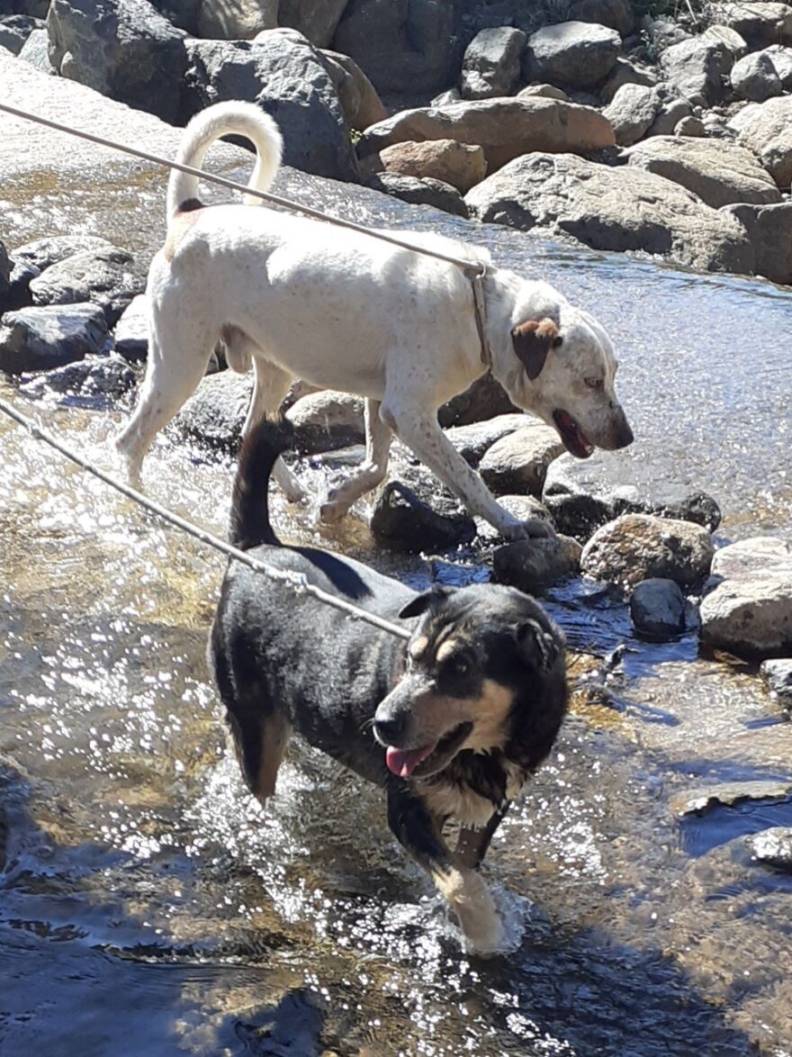 We're Never Short Of Affection At The Adana Dog Rescue Centre (12 Pics)