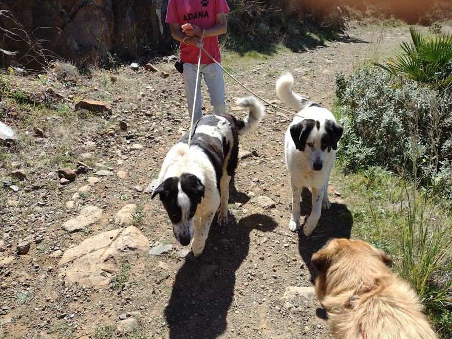 We're Never Short Of Affection At The Adana Dog Rescue Centre (12 Pics)