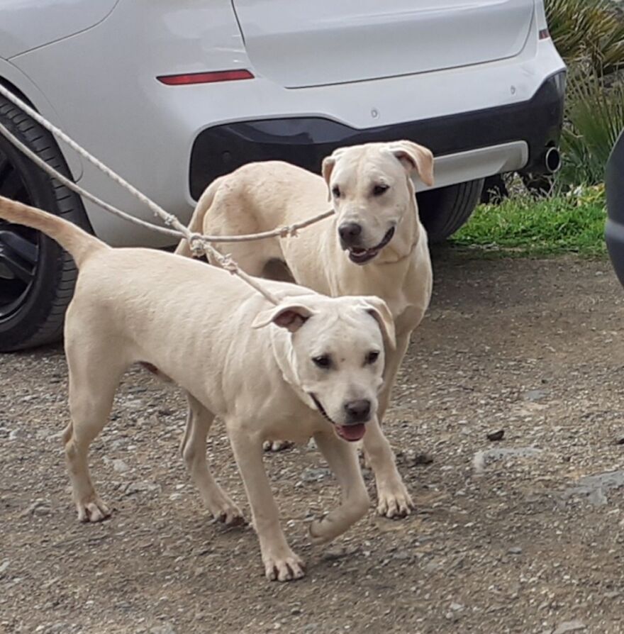 We're Never Short Of Affection At The Adana Dog Rescue Centre (12 Pics)