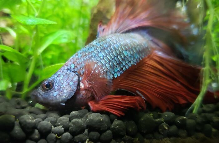 Why Aquarium Fish Swimming Upside Down Why Aquarium Fish Swimming Upside Down