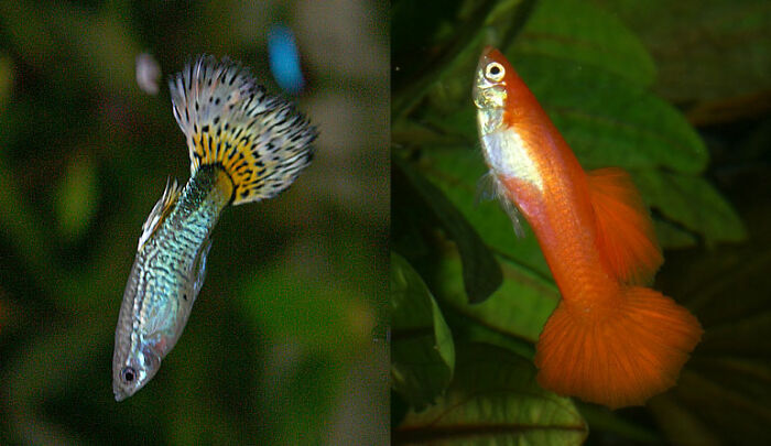 Why Aquarium Fish Swimming Upside Down Why Aquarium Fish Swimming Upside Down