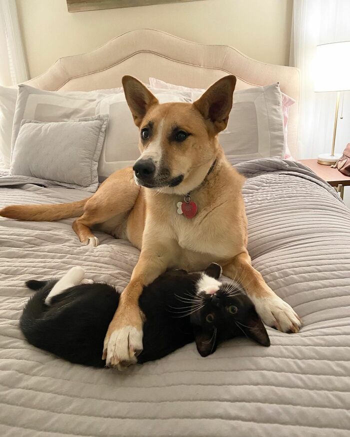 Meet Coop, A Cat Abandoned By His Owners Who Found His New Loving Family Meet Coop, A Cat Abandoned By His Owners Who Found His New Loving Family