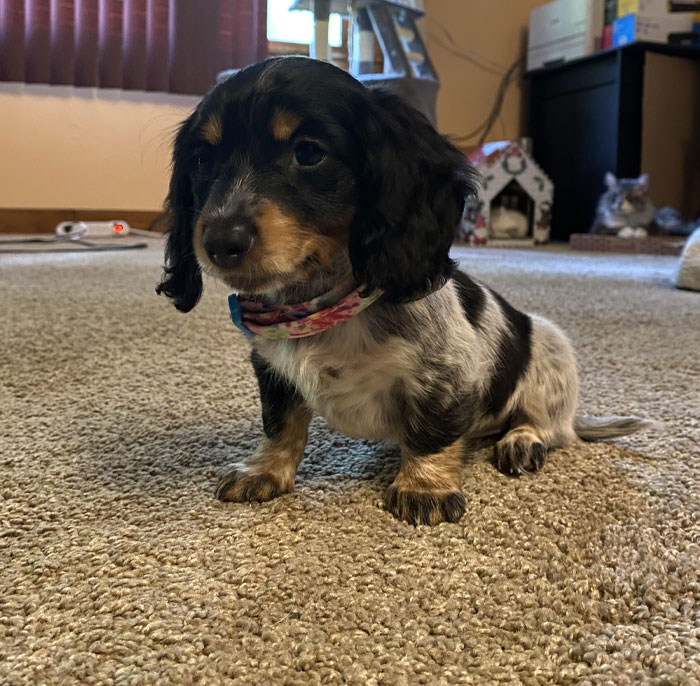 Today I Adopted My First Dachshund! Welcome Home Marcy!