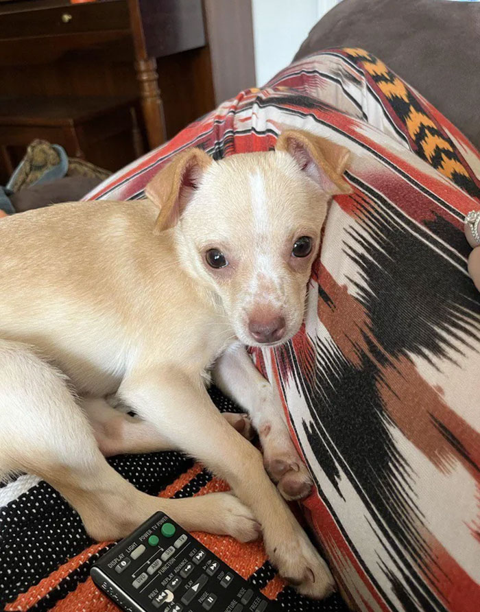 We Adopted This Sweet Pup 1 Week Ago. They Believe She Is A Chihuahua Mixed With Possibly Terrier - Does Anyone Have Any Ideas Based On Her Looks?