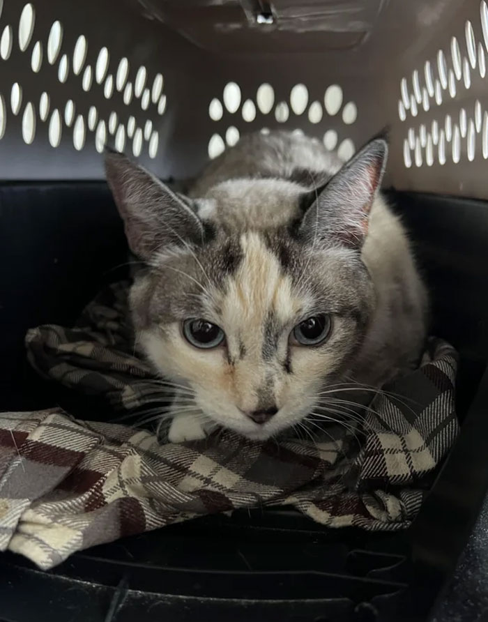 I Adopted This Girl Today And Want To Give Her An Isaac Related Name Pls Give Suggestions