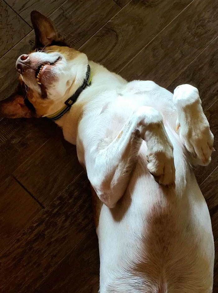 Two Days After We Adopted Him