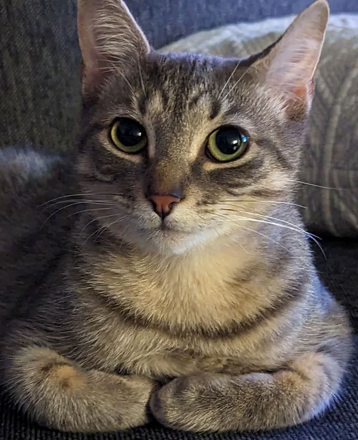 Just Adopted This Sweet Girl. Reddit, Meet Lily!