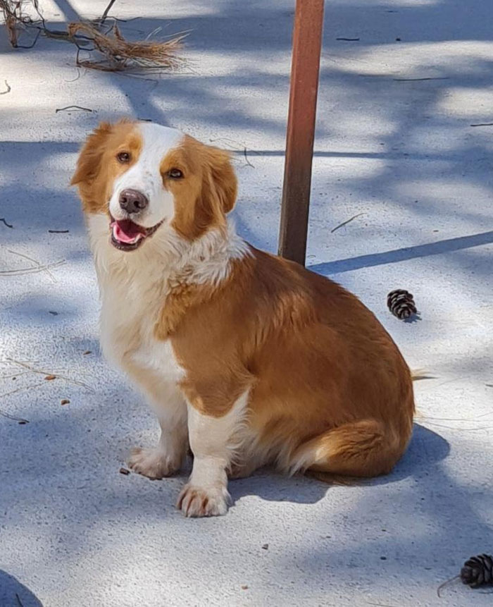 Dear Friends! Today I Adopted The Dog From A Shelter. Her Name Is Martha. I Am Very Happy :)