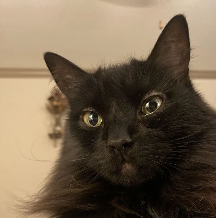 I Just Wanted To Present The Very First Cat That Ever Adopted Me