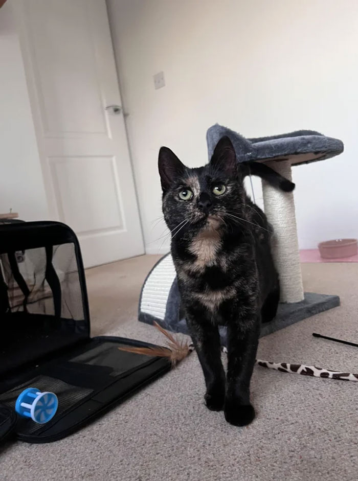 Adopted This Gorgeous Girl Today, Her Name Is Peach