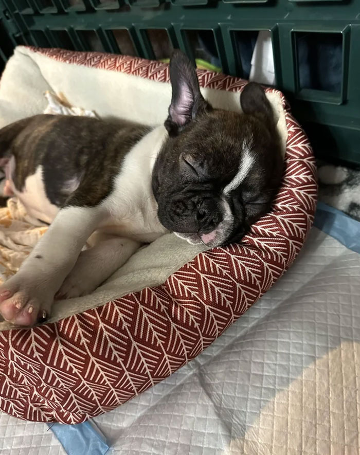 Meet Luda. Our Newest Addition. Just Adopted Him From The Spca Yesterday