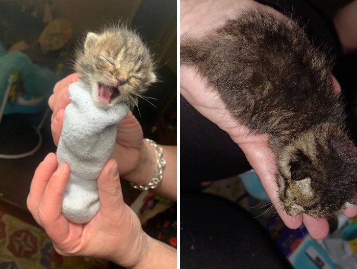 Saved This Little Guy Yesterday