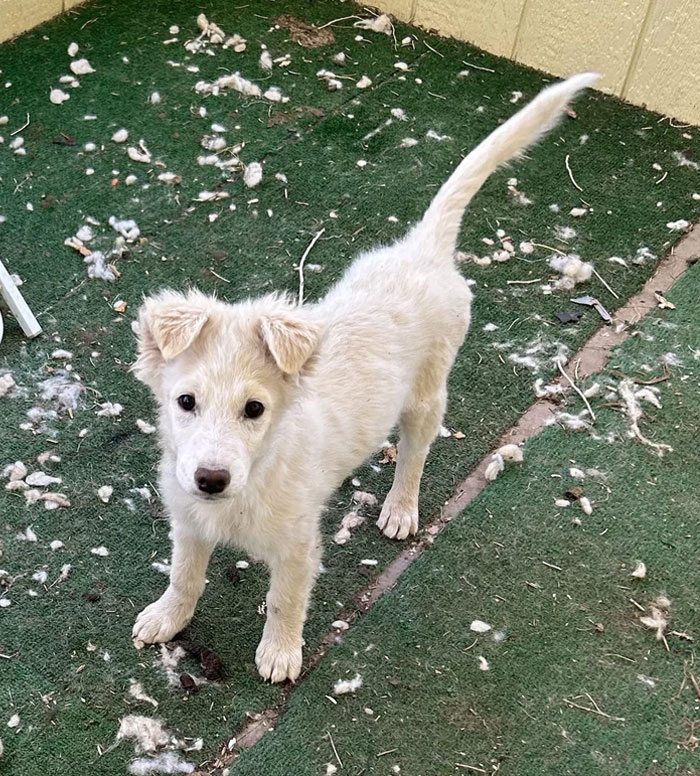 Any Help Identifying Our New Little Mans? Rescue Wasn’t Sure And Neither Are We