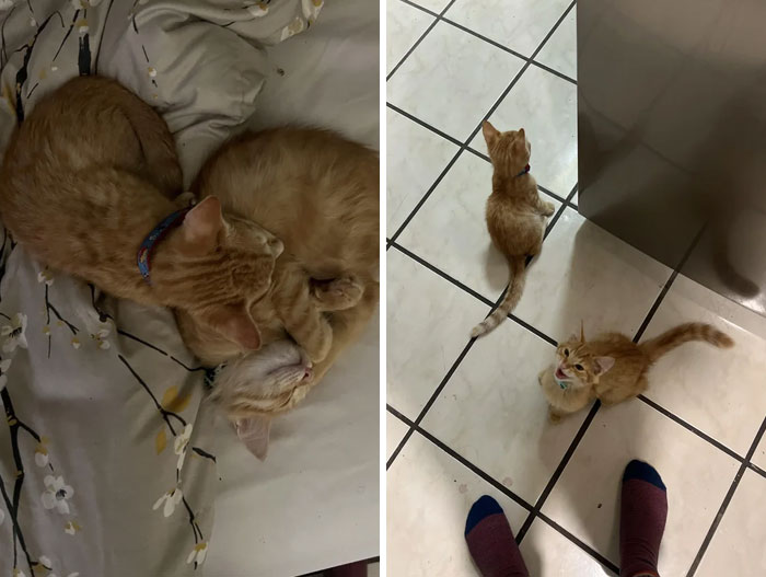 More Pictures Of My Two Little Bundles Of Joys Because I Finally Achieved My Childhood Dream Of Adopting My Own Cat(S) And I Am Ecstatic About It