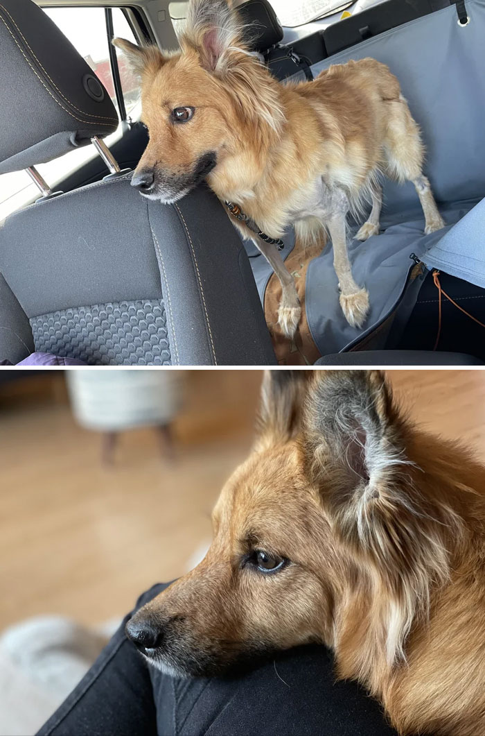 We Adopted A Rare Pupper Last Weekend. She’s A Medical Rescue And Has Had A Very Tough Road. Meet Angie!