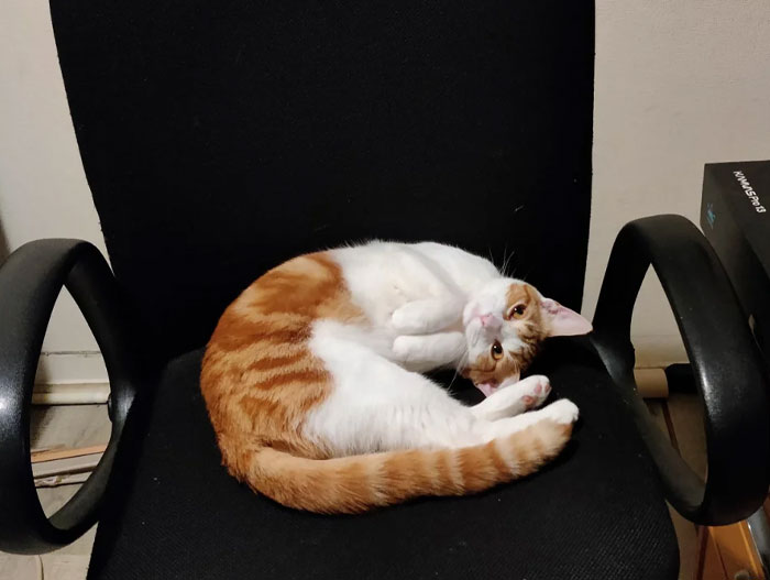 (Oc) I Was Playing Some Games On The PC With Friends. Heard A Little Meow Next To Me And This Is What I Saw (I Adopted Her Less Than A Week Before This Photo Was Taken)