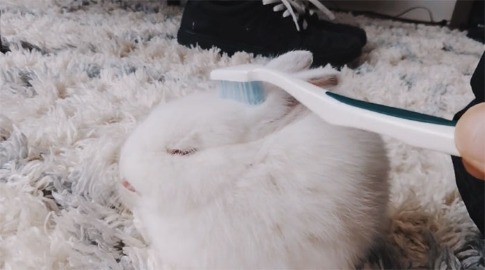 This Saturday At 3:30 A.m. I Found A Rabbit On 17th Street And Now It's Our Pet