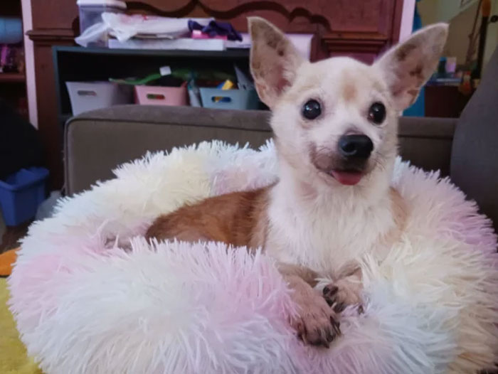 I Adopted Moogie (10-20yrs) On Saturday After She Was Returned To The Shelter After One Night For Being "Too Old And Sickly." She Is Partially Blind And Deaf, Has Bad Teeth, And Has Multiple Mammary Tumors. She Is Perfect