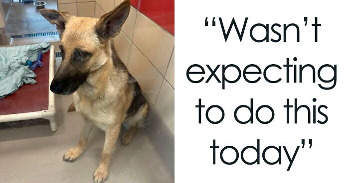 50 Adorable Photos Of Pets Who Were Recently Adopted That Just Might Melt Your Heart (April Edition)