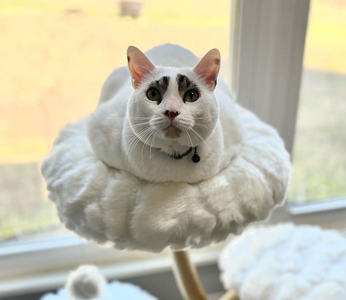 This Cat’s Expressions Get Exaggerated By His Unique Markings That Look Like Eyebrows