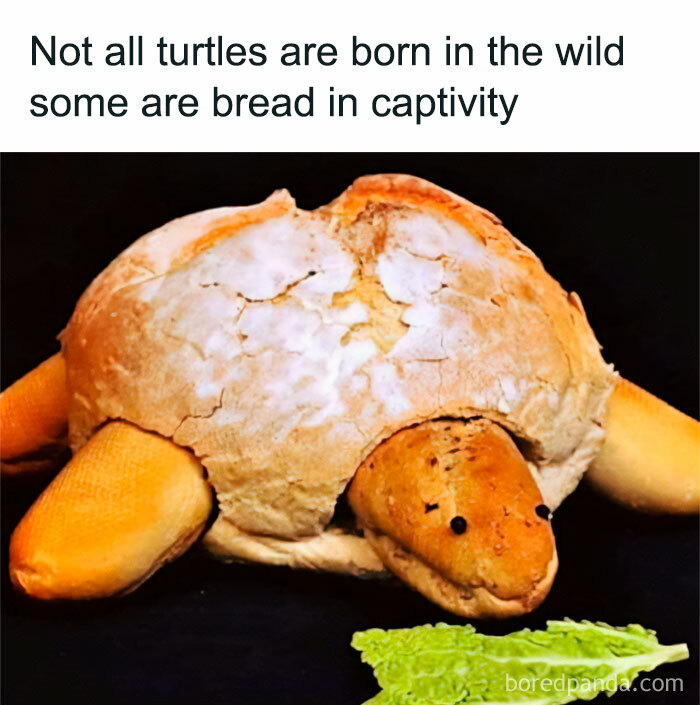 All-You-Can-Eat-Funny-Memes