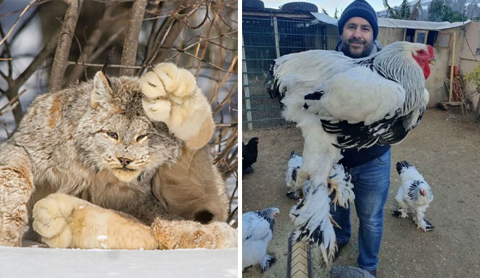 50 Times People Were Left Speechless By The Size Of Something And Shared It With The ‘Absolute Units’ Community (New Pics)