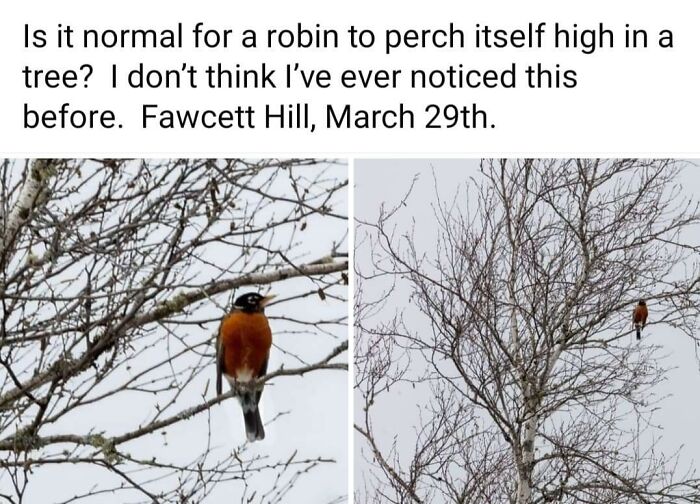 Americas-Cultural-Decline-Into-Idiocy-Posts-About-USA