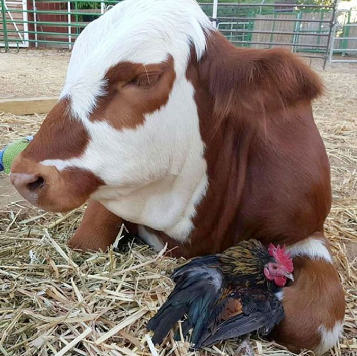 Snuggle Buddies Come In All Sizes