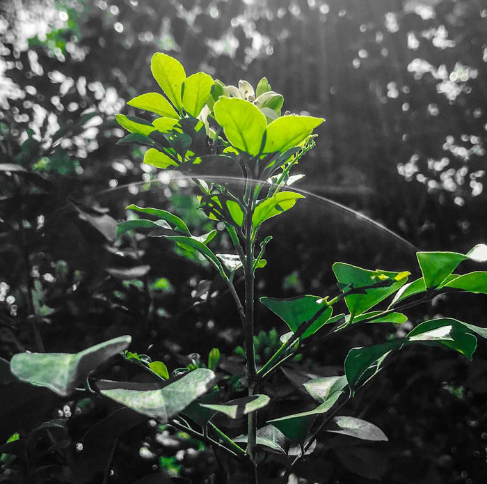 36 April Fun Facts To Celebrate Nature Awakening