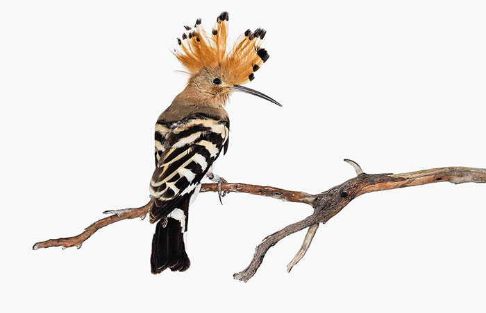 I Take Pictures Of Birds So That People Can See Them Like Never Before (27 Pics)