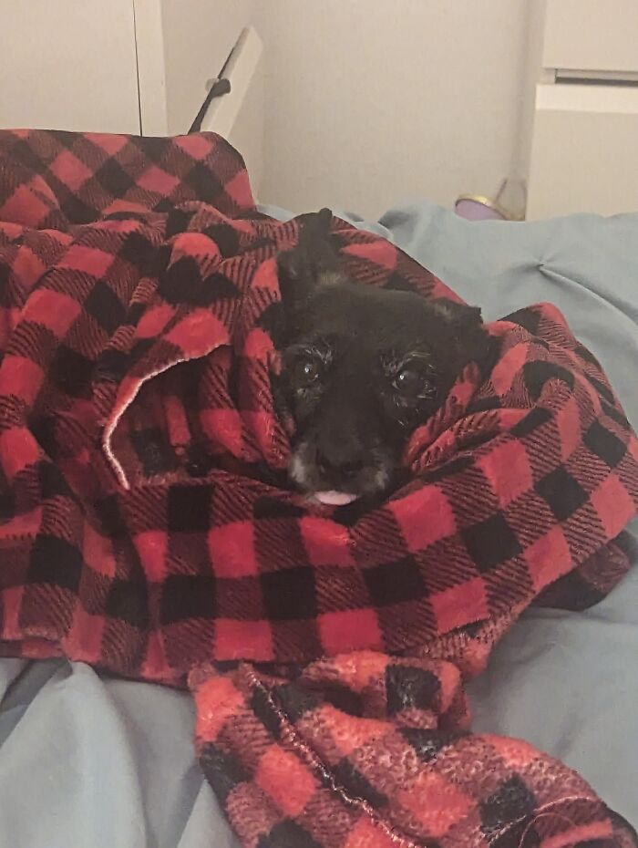 Whenever I Get To To Be With My Dog Gumball