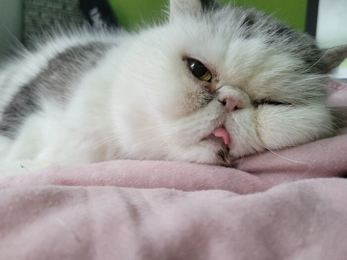 Pudgie Always Sticks His Tongue Out When He Is Happy