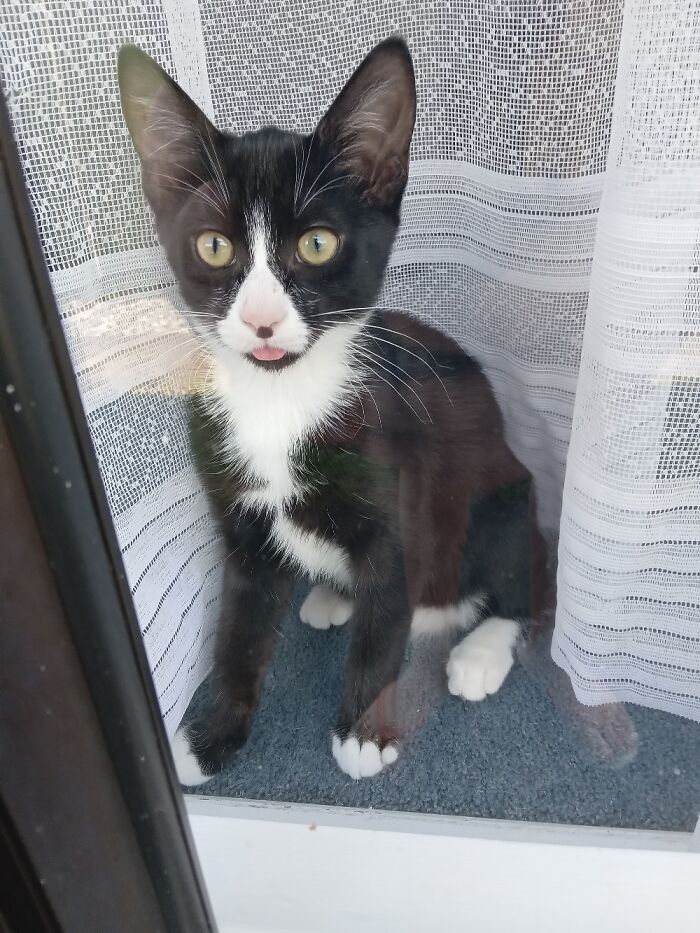 Pixie, With Her Little Blep