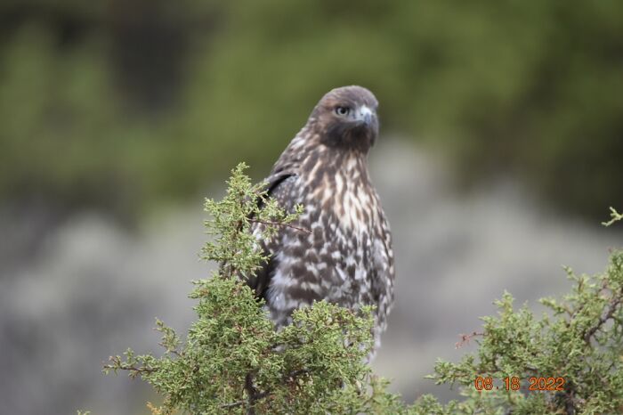 Red Tail Hawk Last Summer
