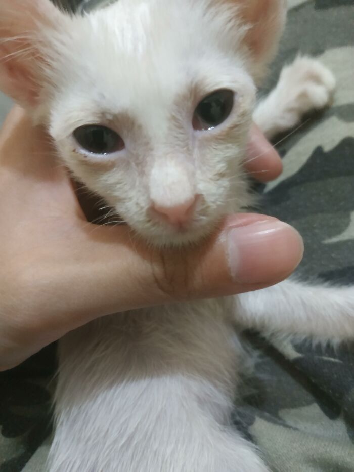 Guy Finds An Abandoned Kitten Glued To An Object, Asks Help From Reddit Users, And Provides The Kitten A Forever Home Following The Journey To Recovery