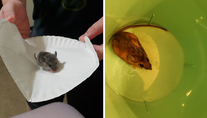 Maintenance Asks Tenant To Provide “Proof” Of Mouse Infestation By Bringing What They Catch To The Main Office, They Maliciously Comply