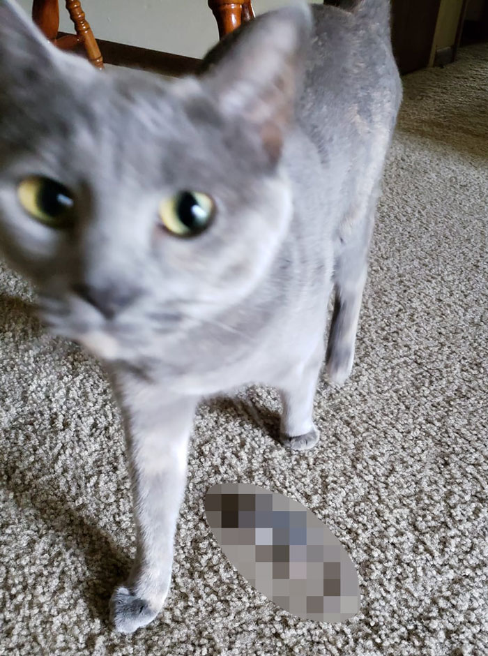 Maintenance Asks Tenant To Provide “Proof” Of Mouse Infestation By Bringing What They Catch To The Main Office, They Maliciously Comply Maintenance Asks Tenant To Provide “Proof” Of Mouse Infestation By Bringing What They Catch To The Main Office, They Maliciously Comply