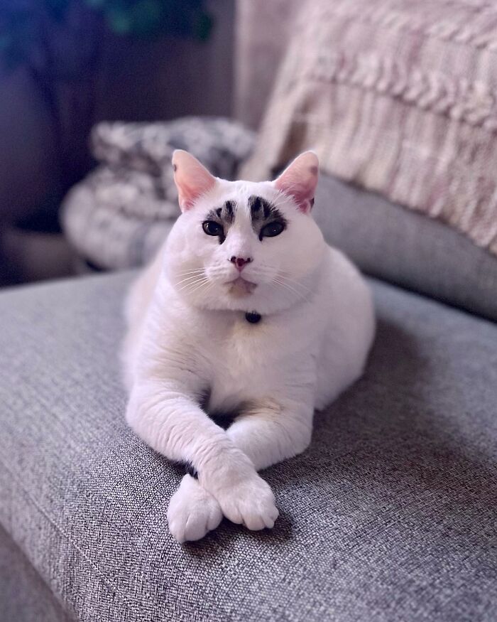 This Cat&rsquo;s Expressions Get Exaggerated By His Unique Markings That Look Like Eyebrows