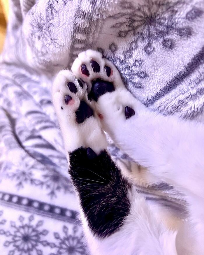 This Cat&rsquo;s Expressions Get Exaggerated By His Unique Markings That Look Like Eyebrows